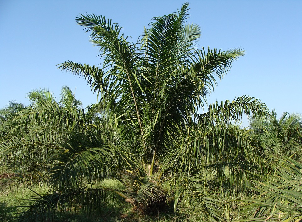 Palmöl Palme